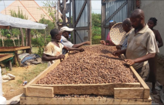 Mountain Gorilla - Rafiki 1 kg  - zrnková káva arabika a robusta na espreso