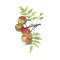 Oskerušovice