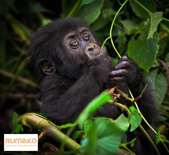 Mountain Gorilla - Blackback 1 kg - zrnková káva arabika a robusta na espreso