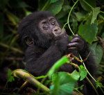 Mountain Gorilla - Rafiki 1 kg  - zrnková káva arabika a robusta na espreso